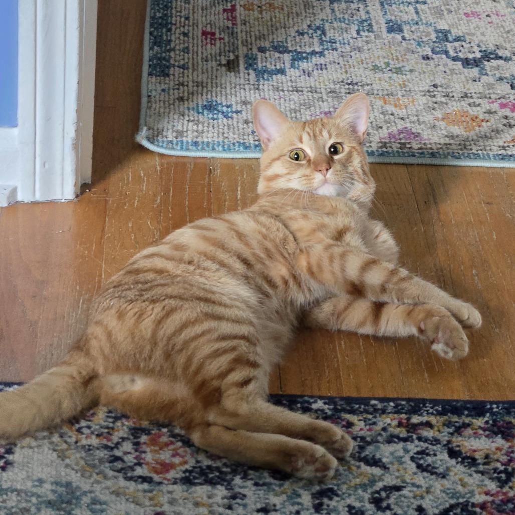 Zest, a Adoptable Domestic Short Hair in Deerfield, IL image 3/4