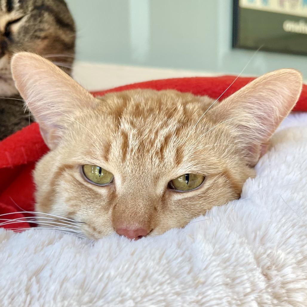Zest, a Adoptable Domestic Short Hair in Deerfield, IL image 4/4