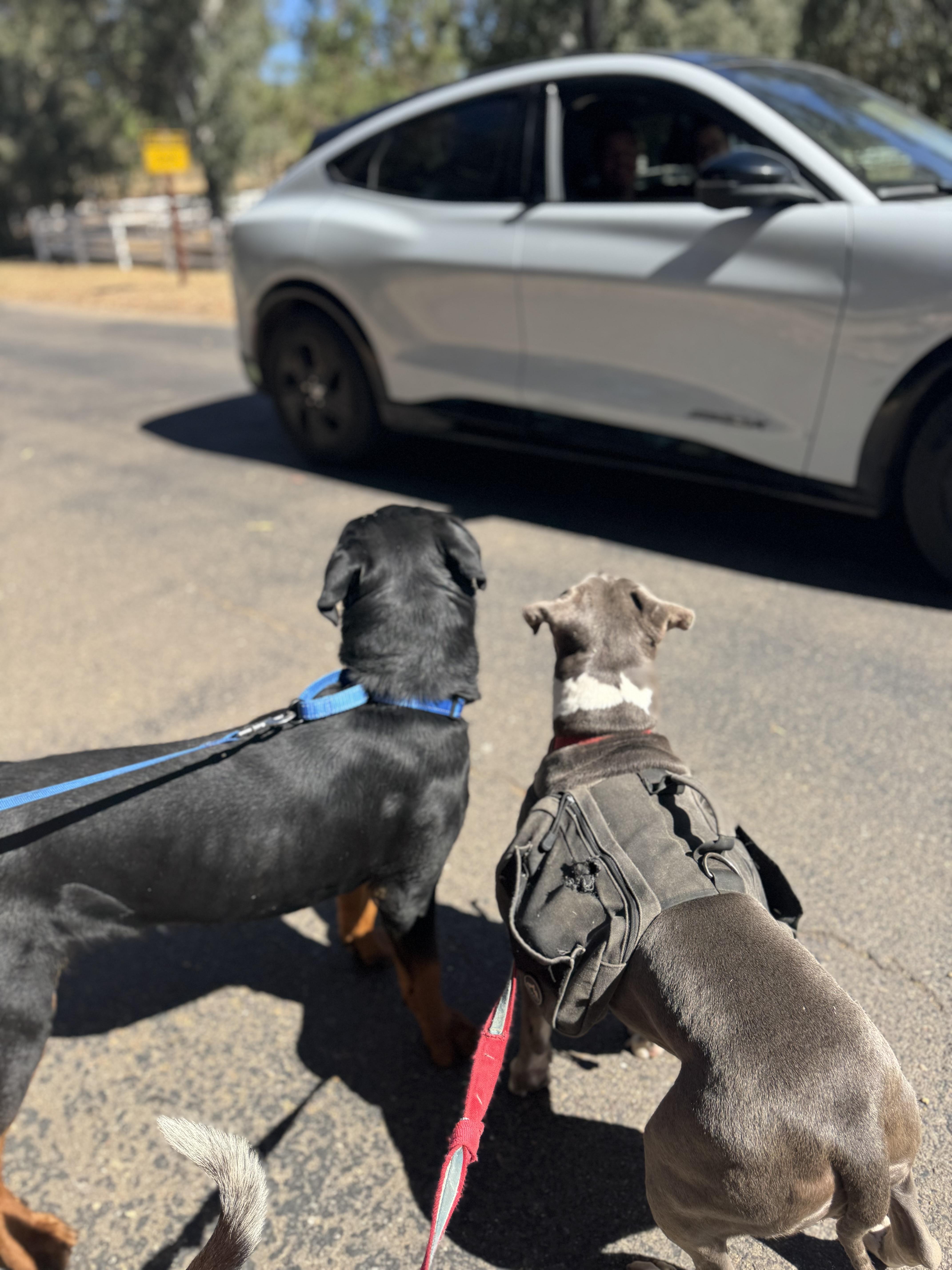 Enlarge Doc, a Adopted Rottweiler in Ramona, CA image 1/2