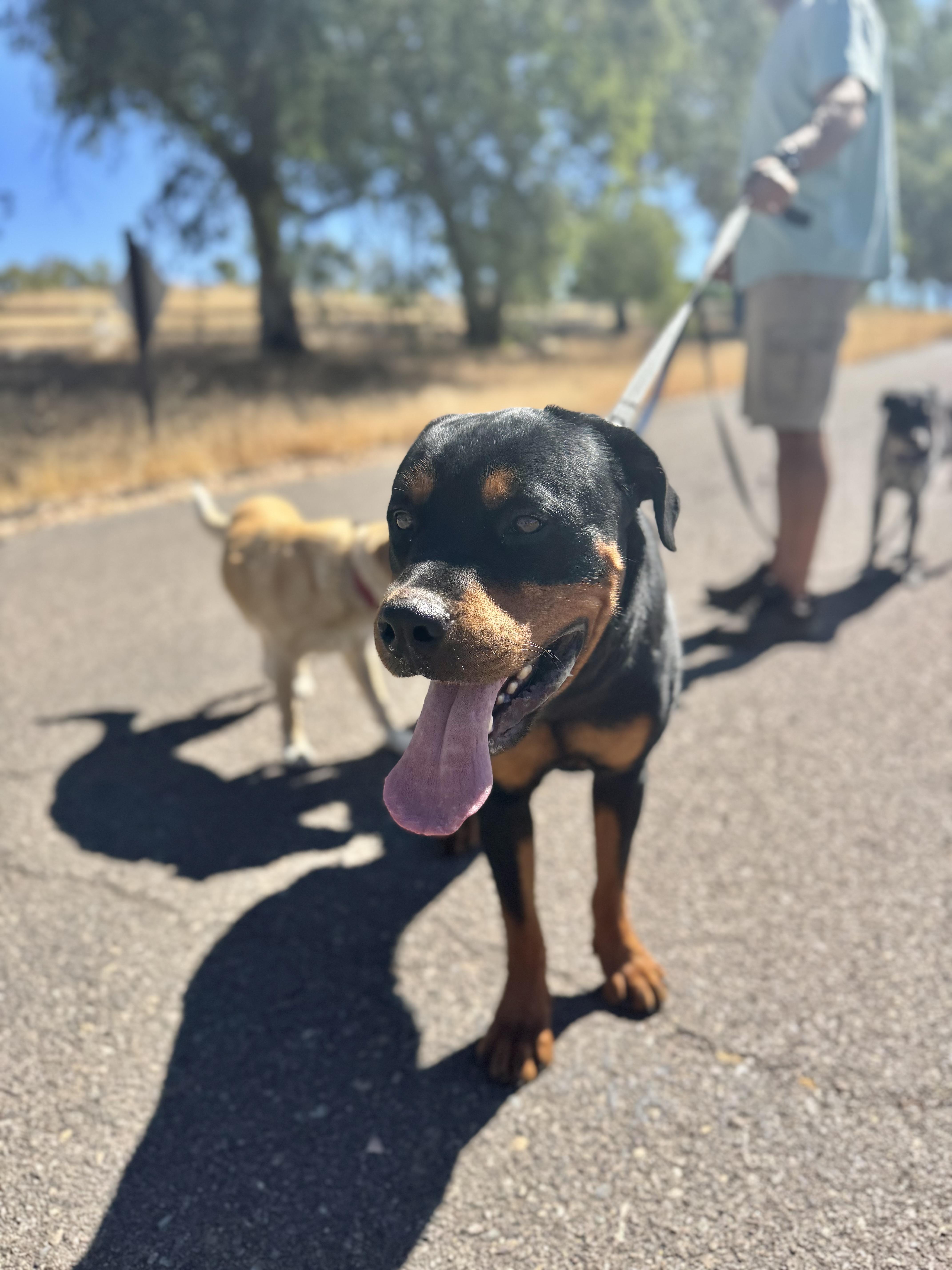 Enlarge Doc, a Adopted Rottweiler in Ramona, CA image 2/2