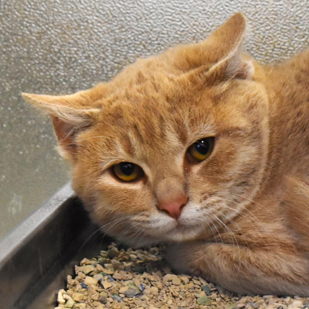 Wabi, a Adoptable Domestic Short Hair in Rifle, CO image 1/2
