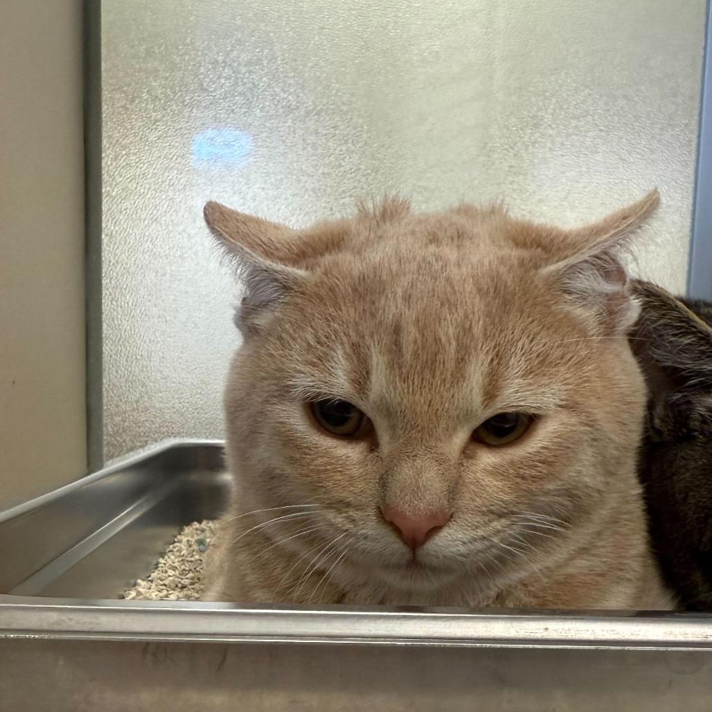 Wabi, a Adoptable Domestic Short Hair in Rifle, CO image 2/2