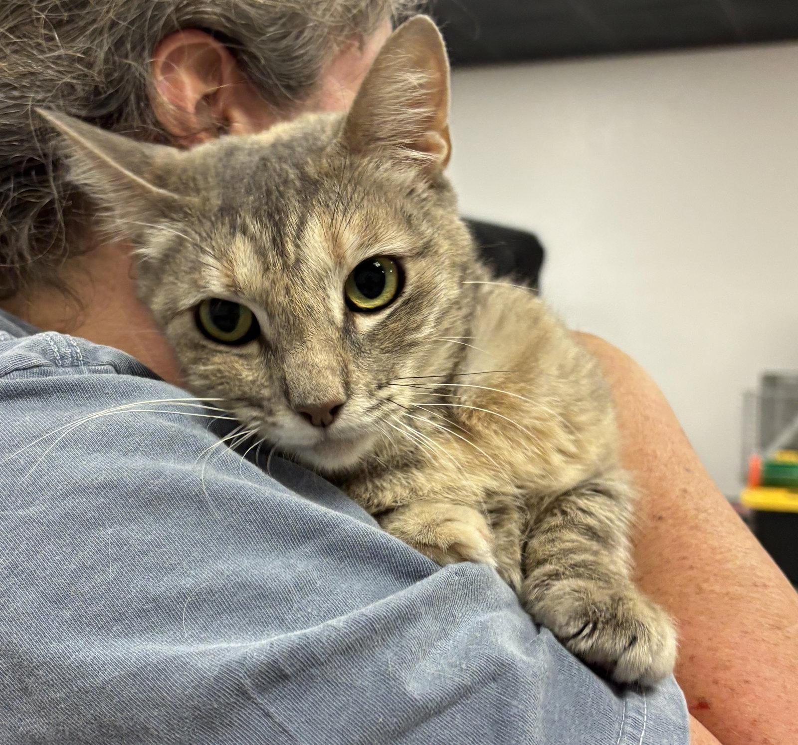 Enlarge Rose 3 (BC), a Adoptable Tabby in Vallejo, CA image 1/2