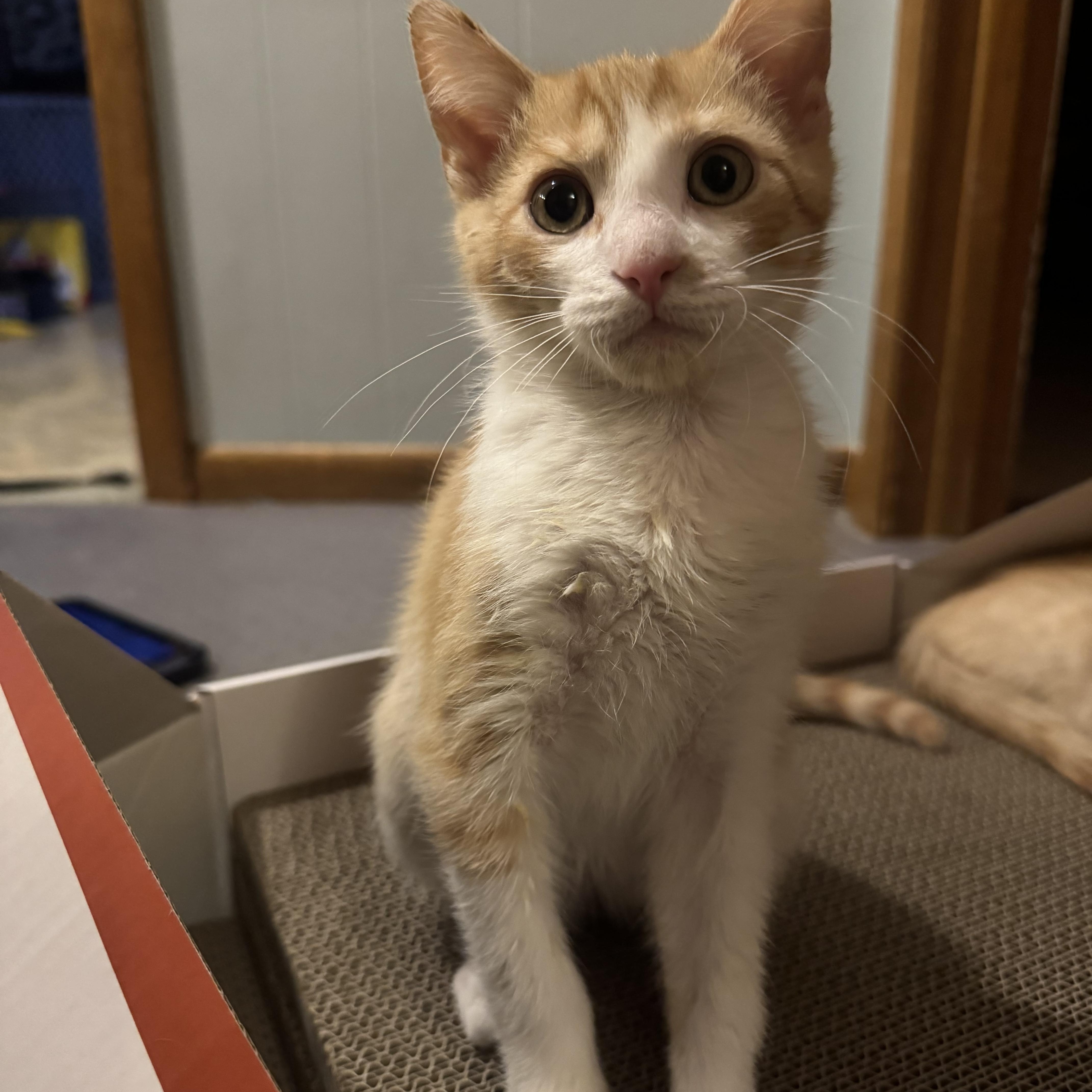 Enlarge Jack, a ADOPTABLE Domestic Short Hair in Faribault , MN image 1/1