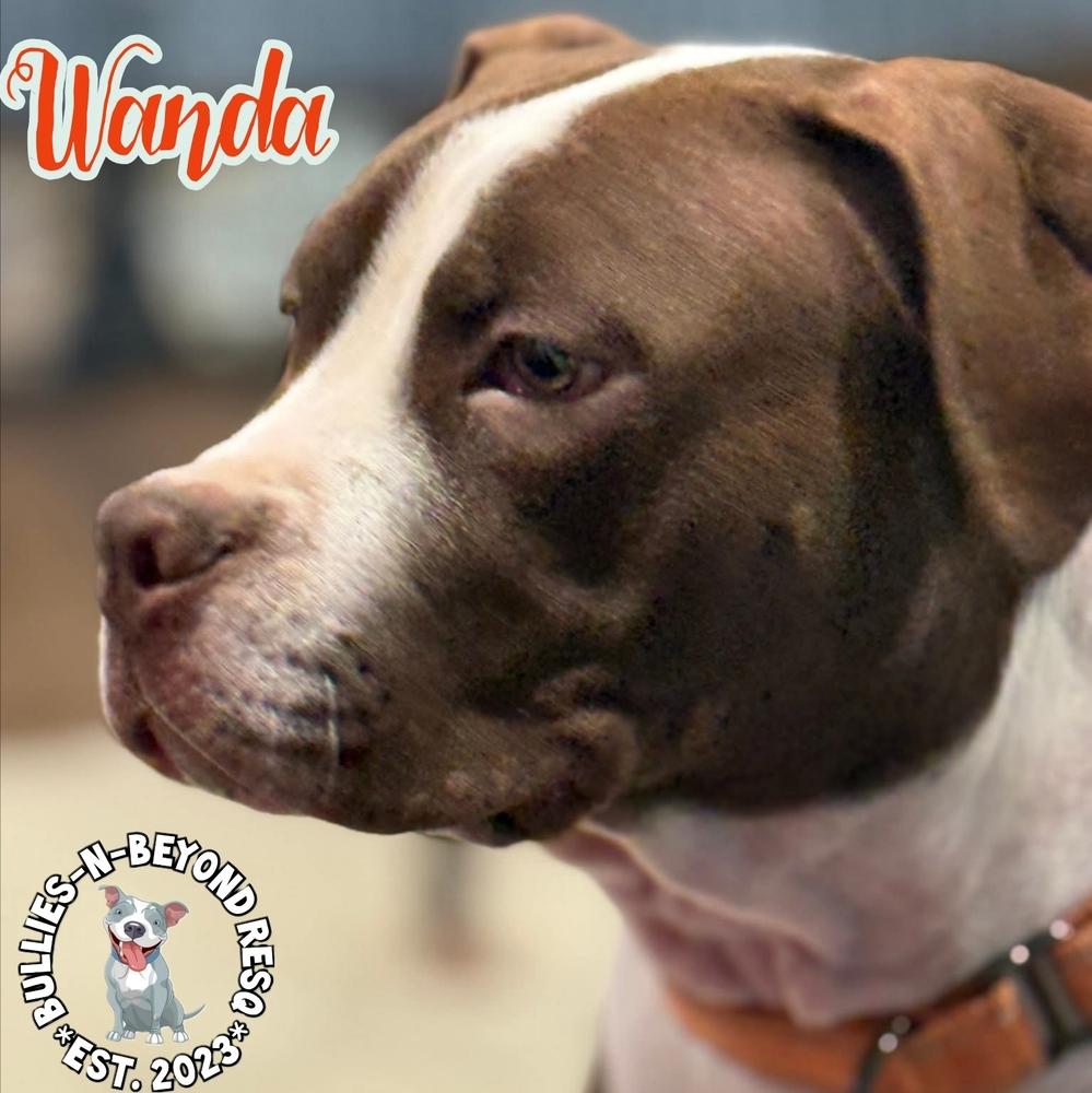 The Chicks litter: Wanda, Adoptable, Puppy Female Staffordshire Bull Terrier.