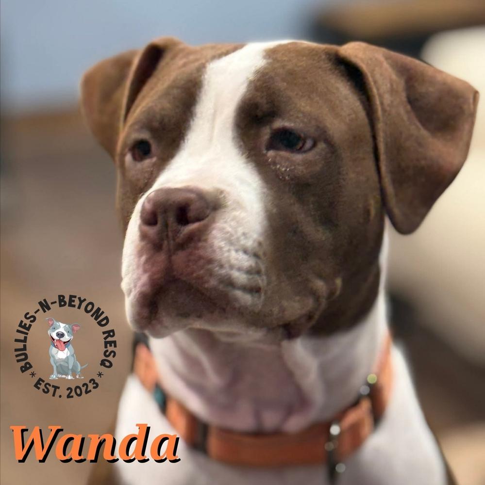 The Chicks Litter: Wanda thumbnail 3