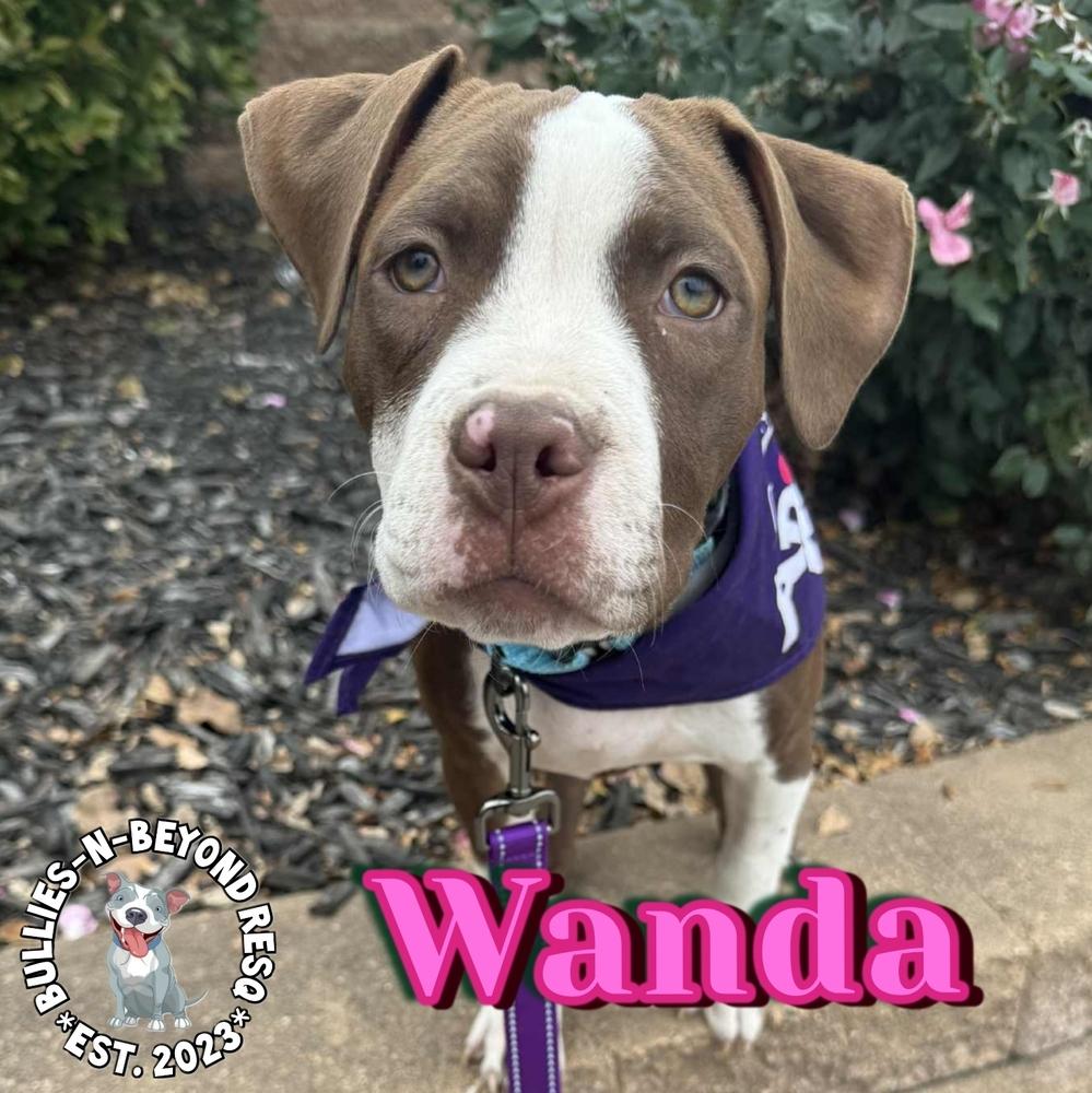 The Chicks Litter: Wanda thumbnail 4