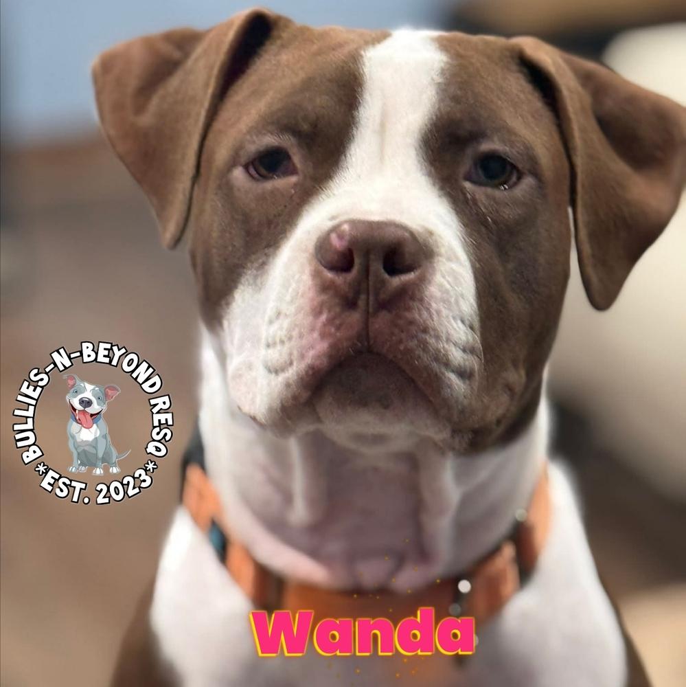 The Chicks Litter: Wanda thumbnail 5