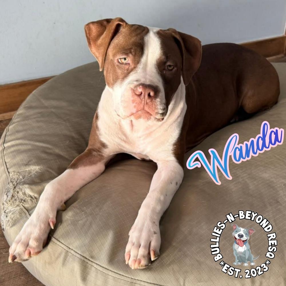 The Chicks Litter: Wanda thumbnail 6