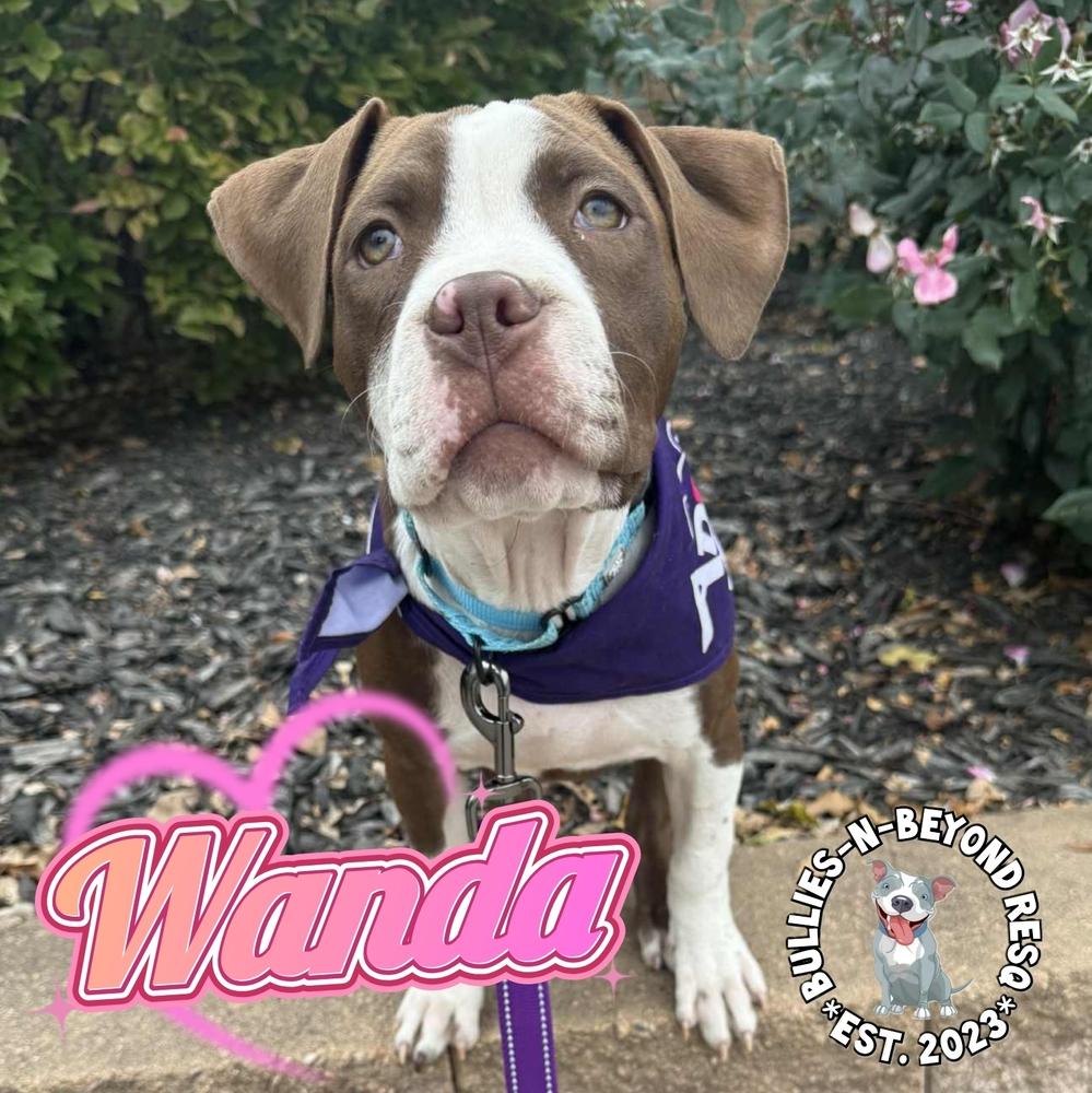 The Chicks litter: Wanda, a Adoptable Staffordshire Bull Terrier in Omaha, NE image 6/6