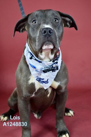 Lois - URGENT - LONGTIME RESIDENT, ADOPTABLE, Puppy Male Pit Bull Terrier.