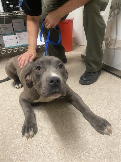 Enlarge Lois - URGENT - LONGTIME RESIDENT, a ADOPTABLE Pit Bull Terrier in Thousand Oaks, CA image 2/2