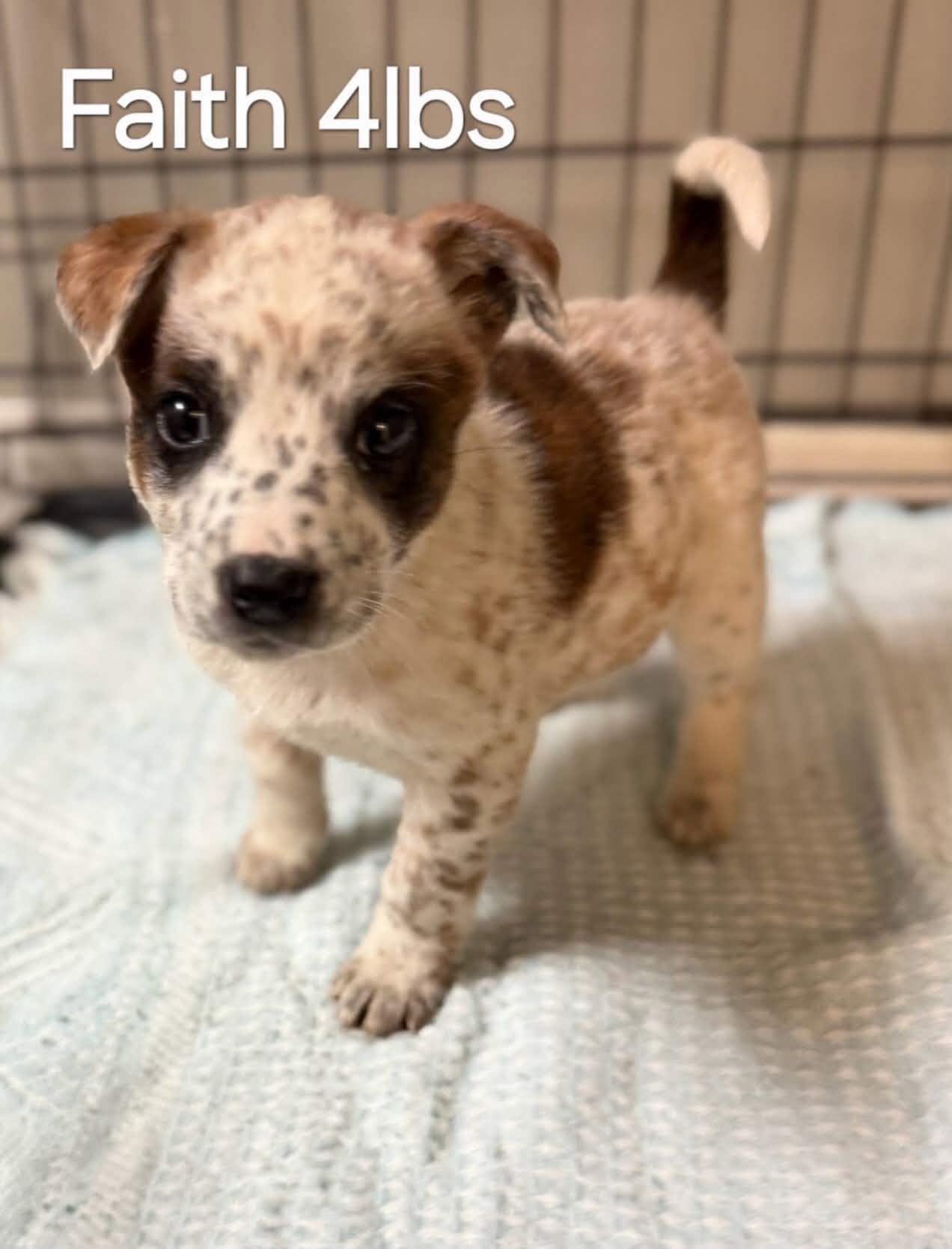 Faith, an adoptable mixed breed in Ringwood, NJ image 2/3