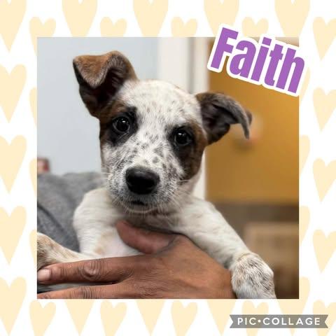 Faith, adoptable, Puppy Female Australian Cattle Dog / Blue Heeler.