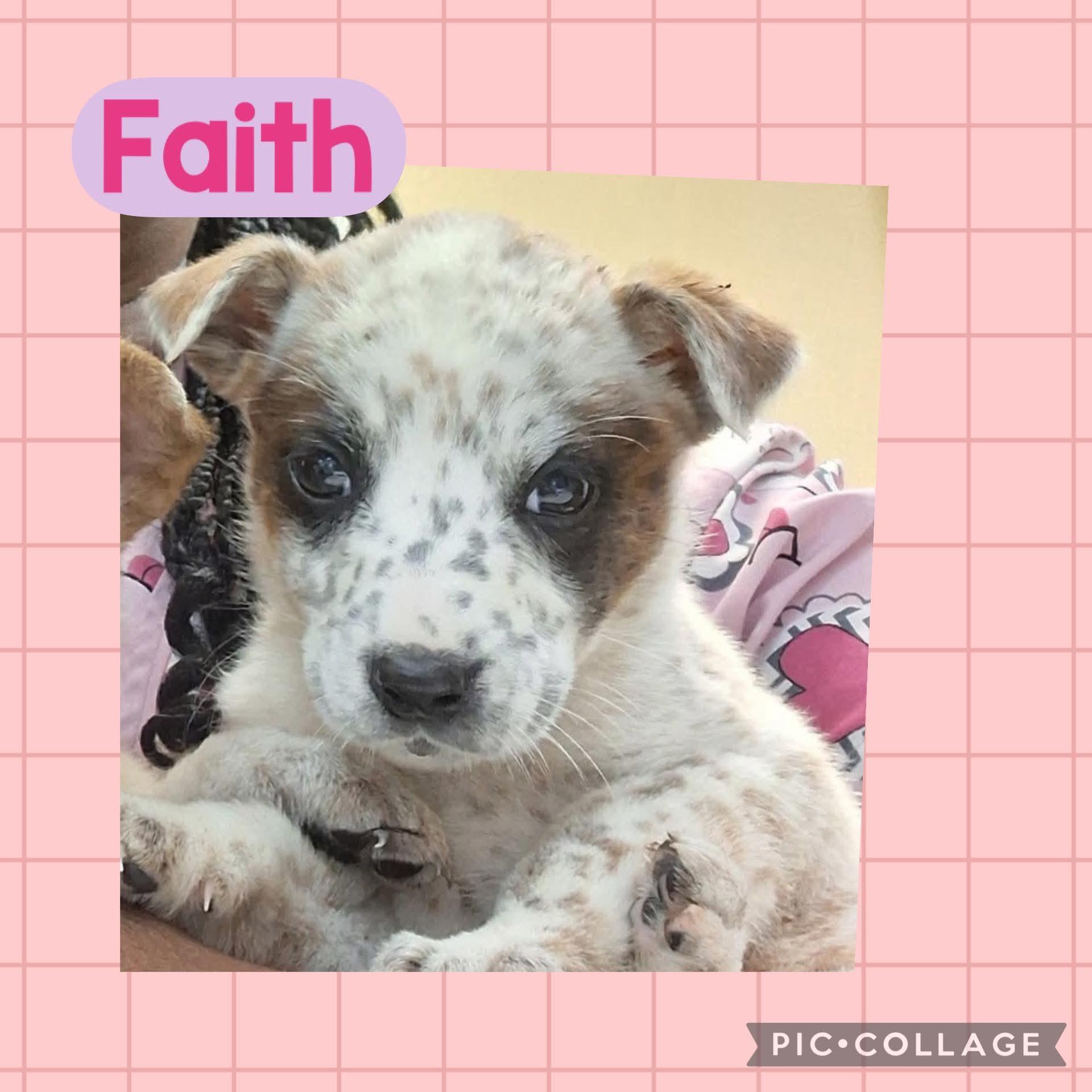 Faith, an adoptable mixed breed in Ringwood, NJ image 3/3