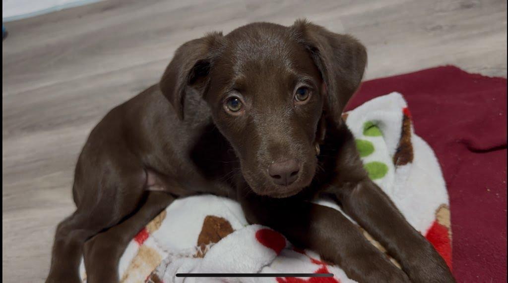 Hershey, a Adopted mixed breed in Knoxville, TN image 1/6