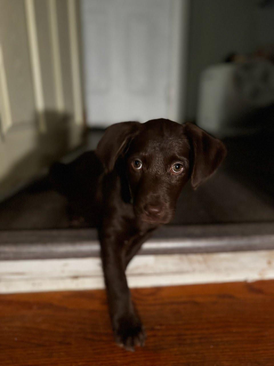 Hershey, a Adopted mixed breed in Knoxville, TN image 2/6