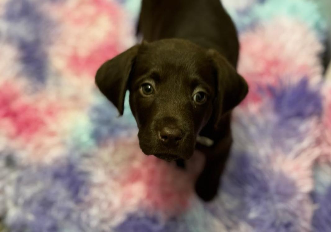 Hershey, a Adopted mixed breed in Knoxville, TN image 3/6