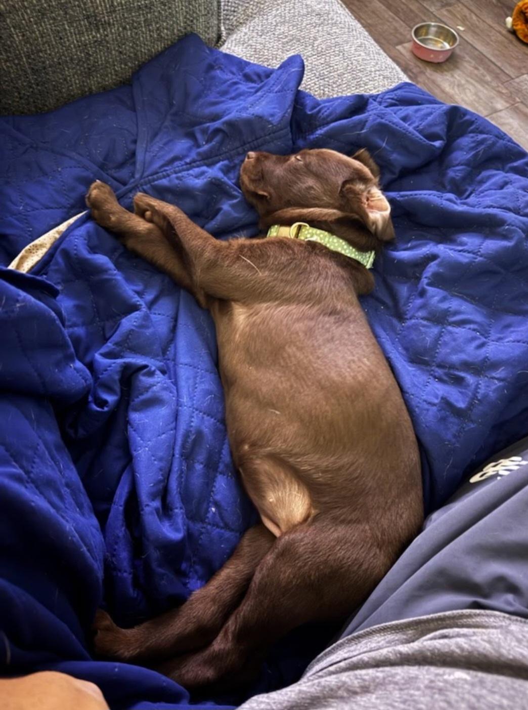 Hershey, a Adopted mixed breed in Knoxville, TN image 4/6