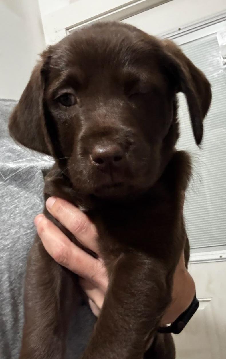 Hershey, a Adopted mixed breed in Knoxville, TN image 5/6