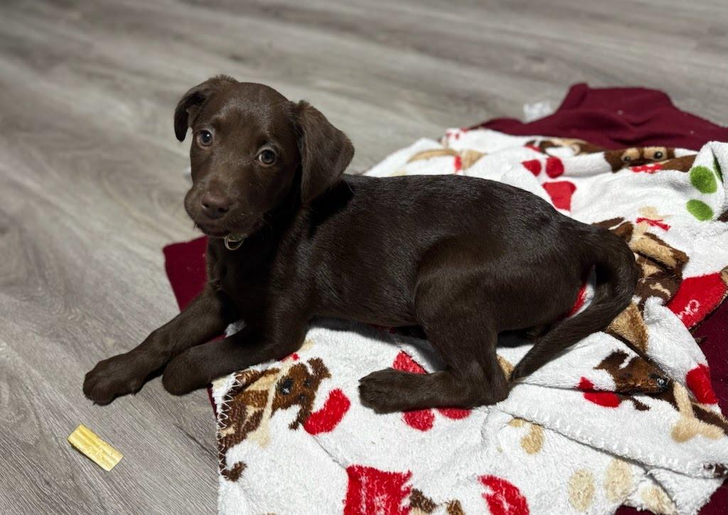 Hershey, a Adopted mixed breed in Knoxville, TN image 6/6