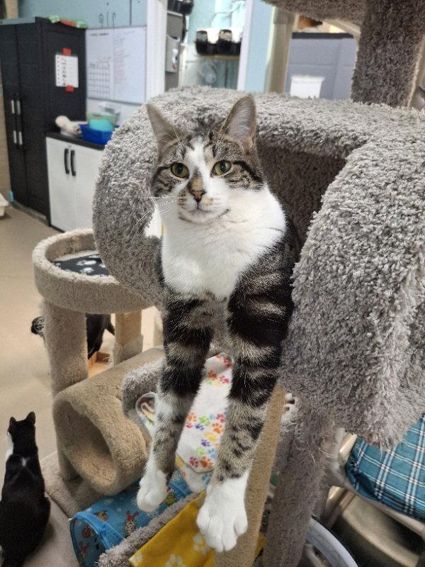 Enlarge Muffin, a Adopted Domestic Short Hair in Gonic, NH image 1/3