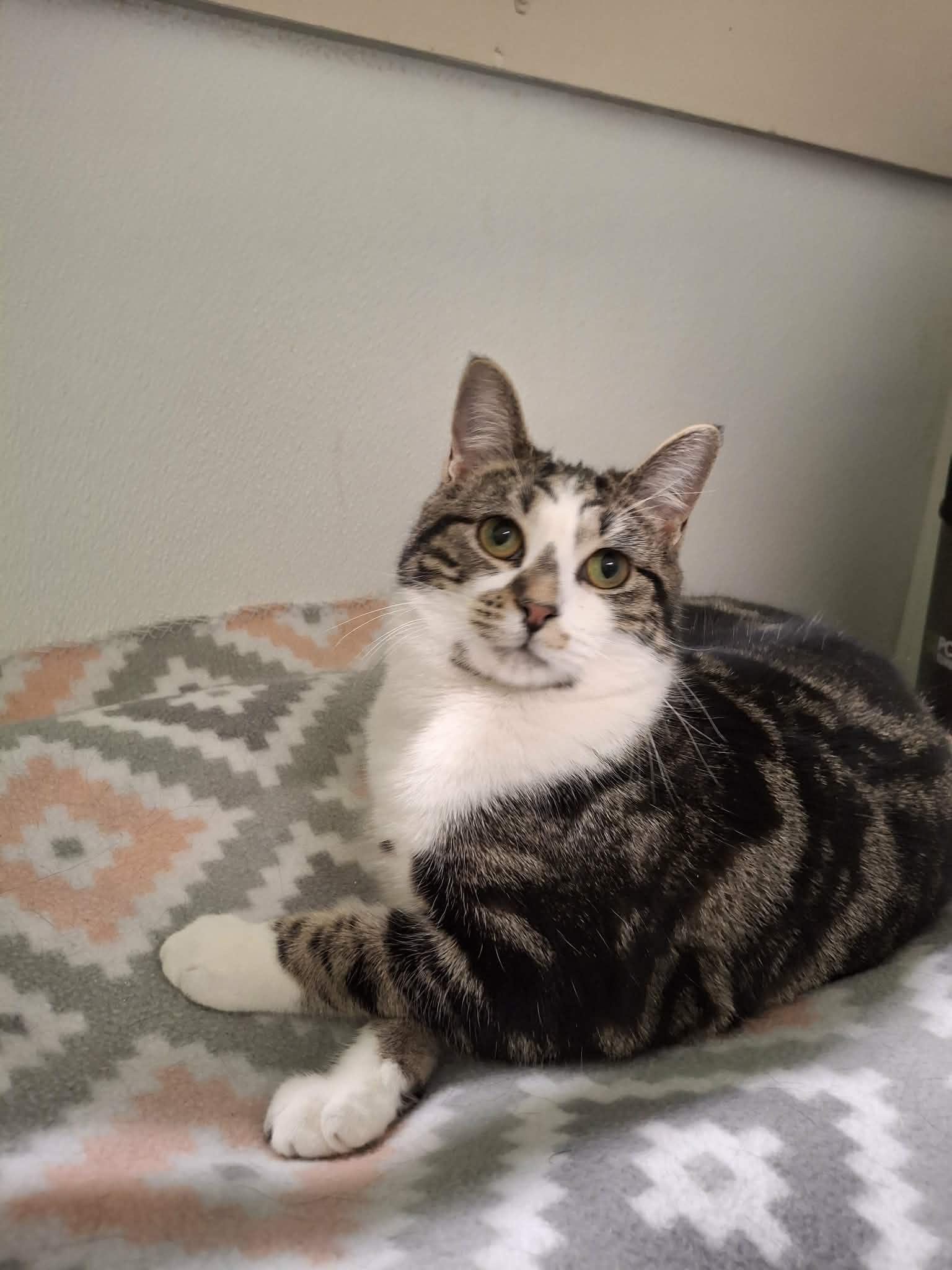 Enlarge Muffin, a Adopted Domestic Short Hair in Gonic, NH image 2/3