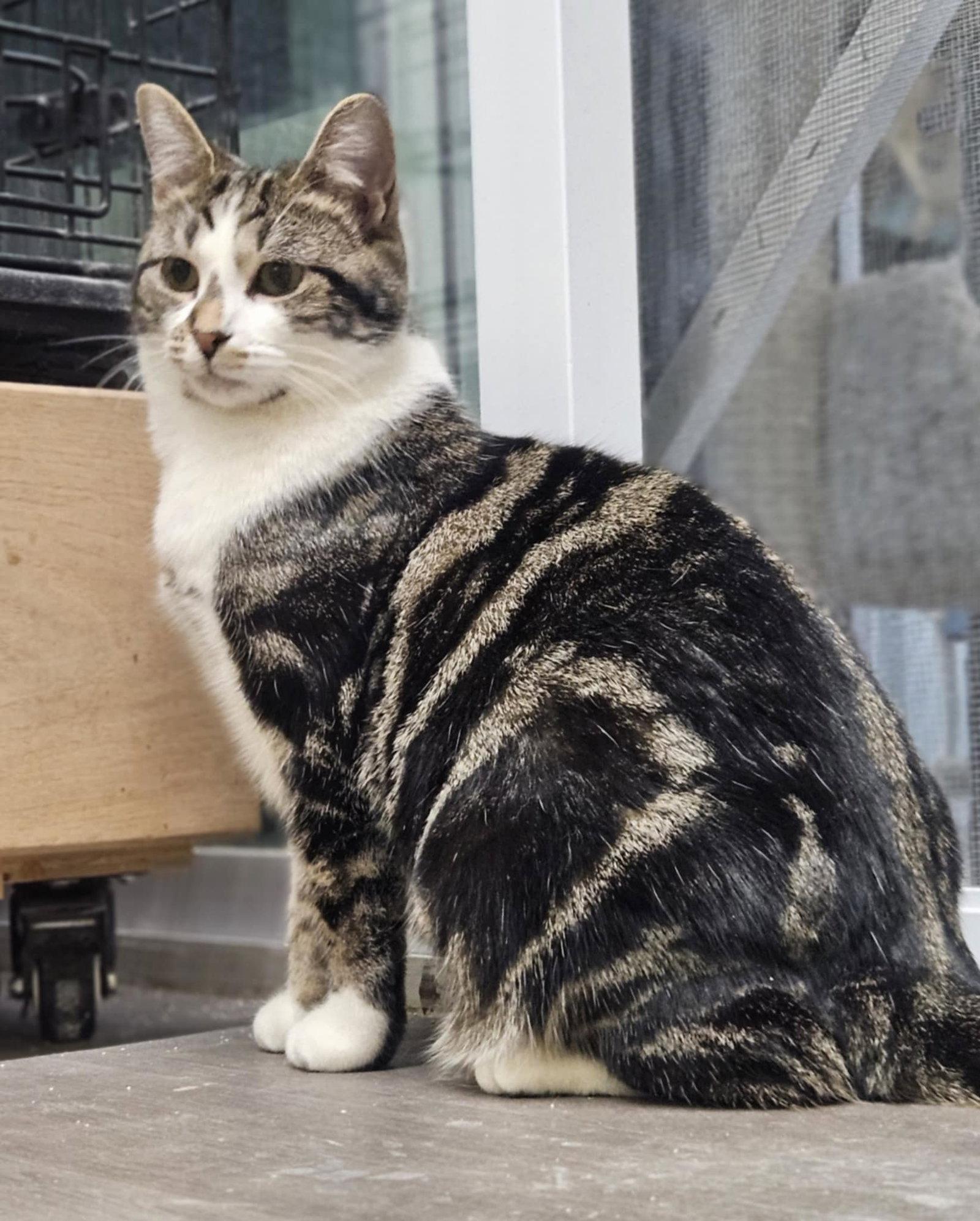 Enlarge Muffin, a Adopted Domestic Short Hair in Gonic, NH image 3/3