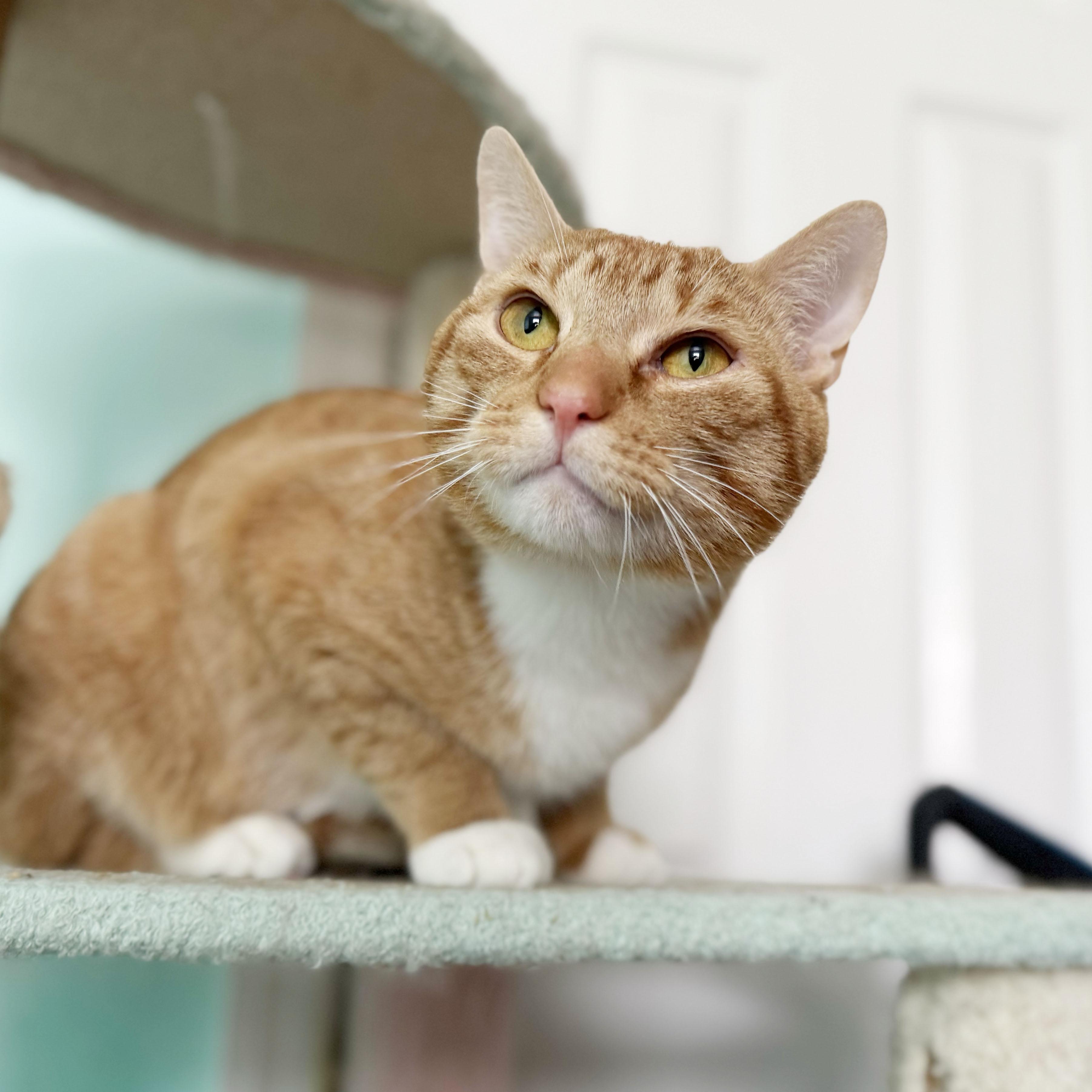 Enlarge Rudy, a ADOPTABLE Domestic Short Hair in BROOKLYN, NY image 5/6