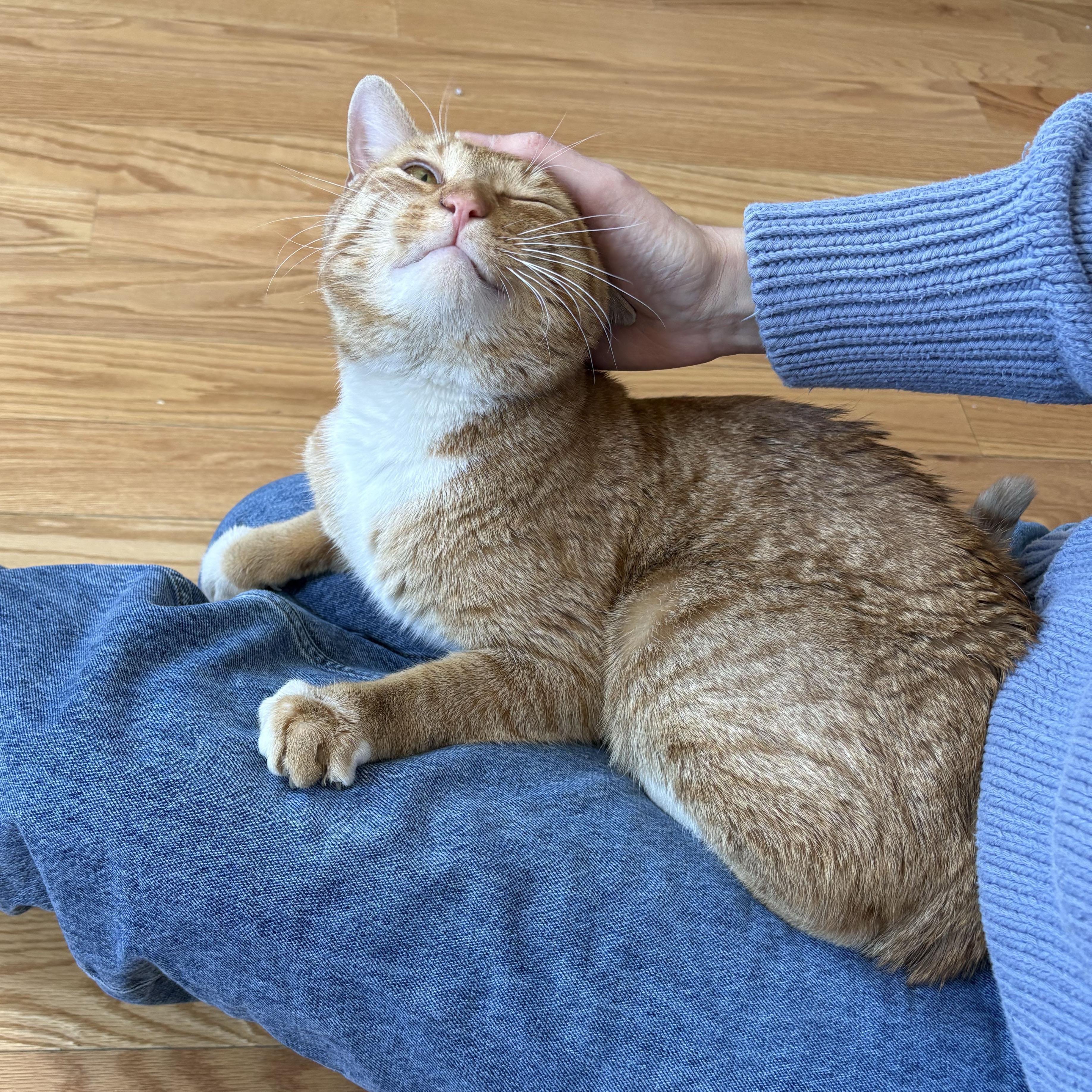 Enlarge Rudy, a ADOPTABLE Domestic Short Hair in BROOKLYN, NY image 3/6