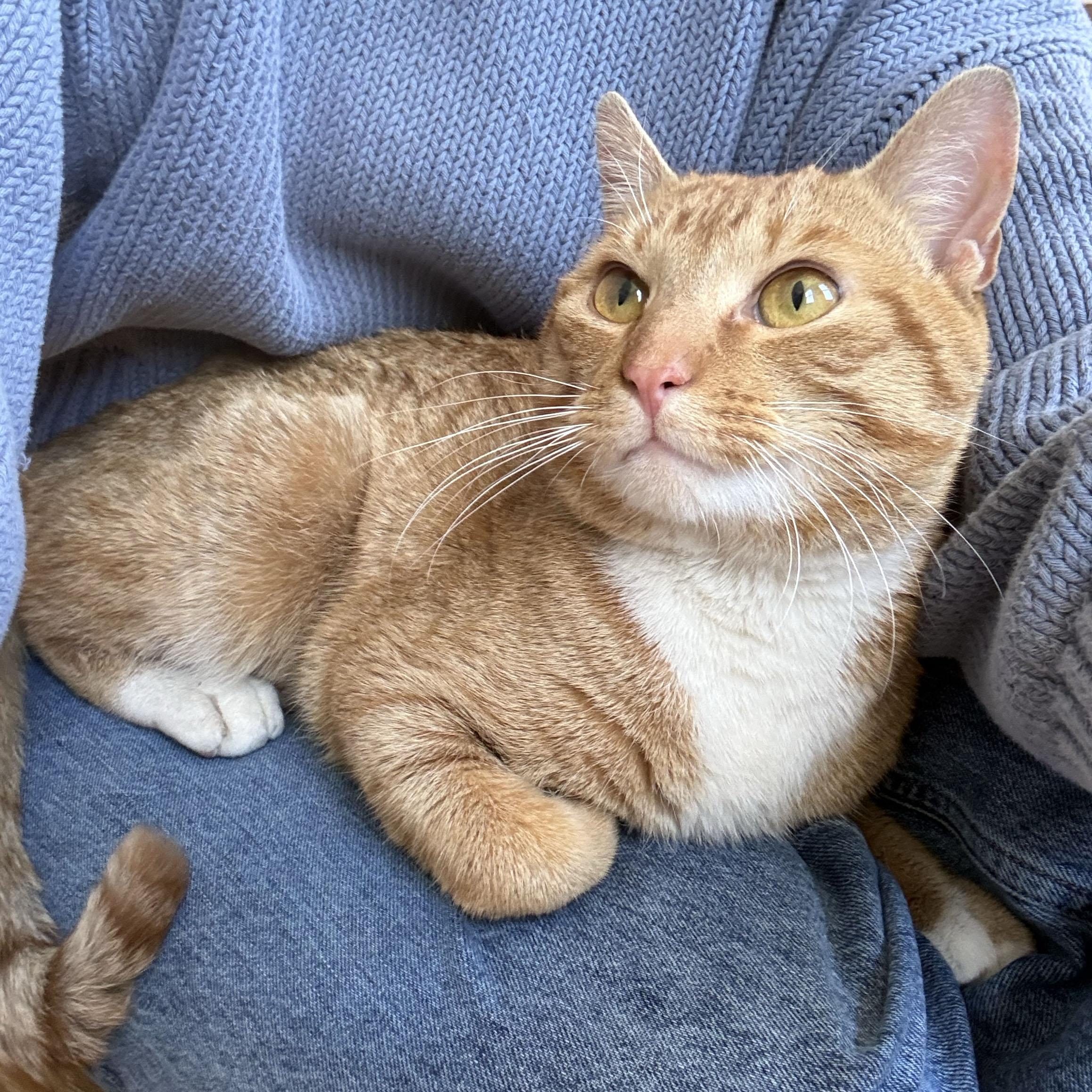 Enlarge Rudy, a ADOPTABLE Domestic Short Hair in BROOKLYN, NY image 1/6