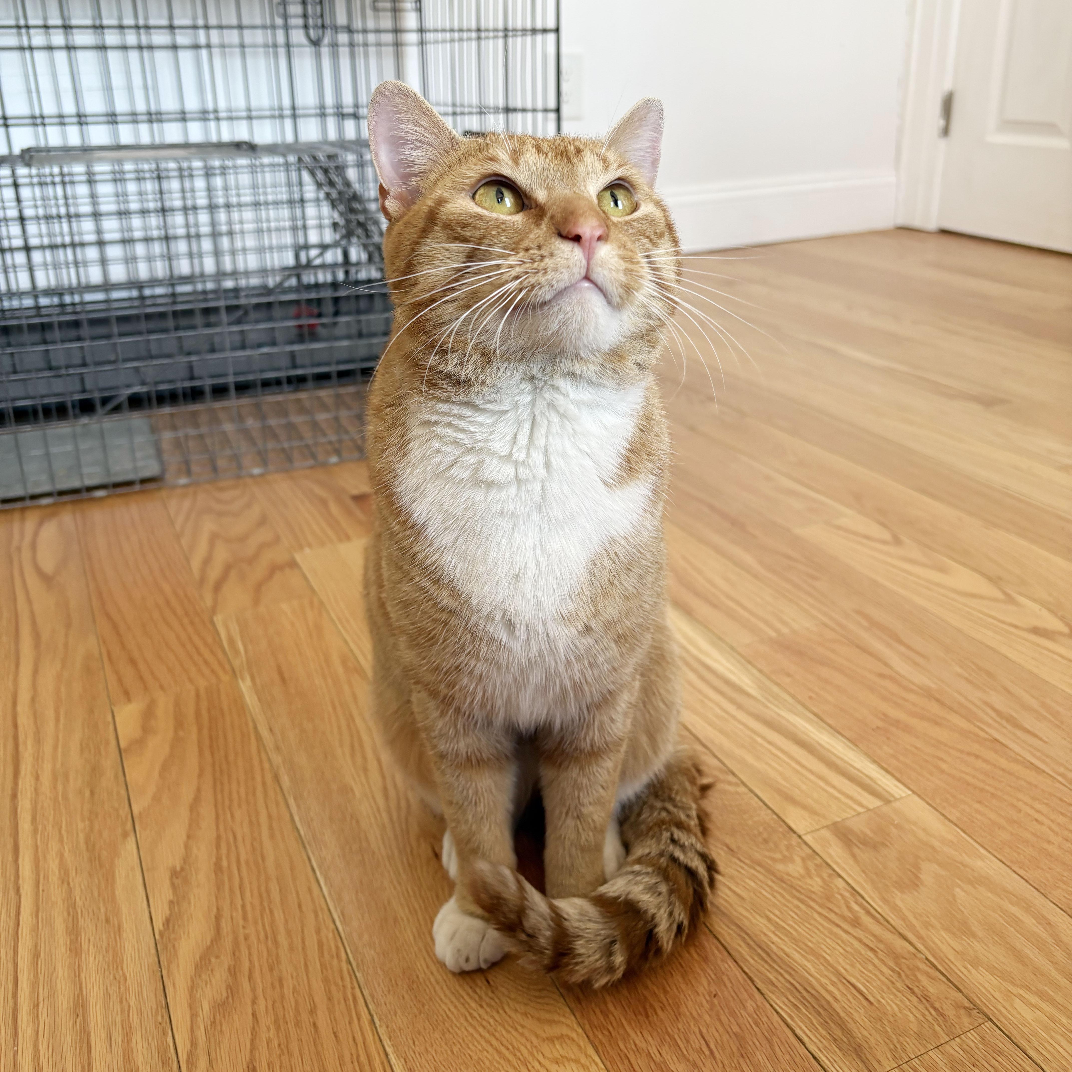 Enlarge Rudy, a ADOPTABLE Domestic Short Hair in BROOKLYN, NY image 2/6