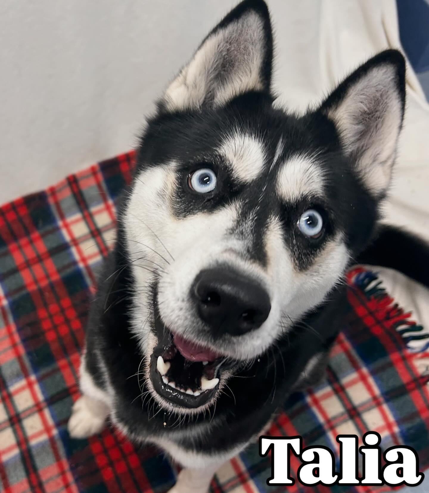 Enlarge Talia Tag #1757, a ADOPTABLE Husky in Central Islip, NY image 1/1