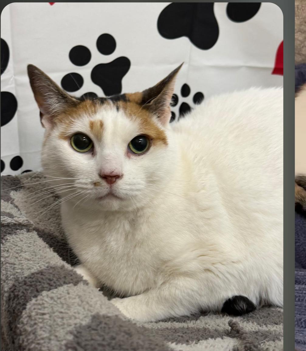 Debbie, Adoptable, Adult Female Domestic Short Hair.