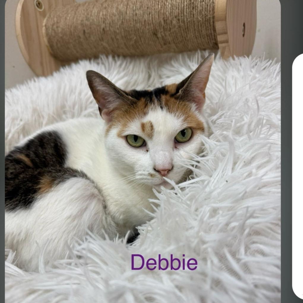 Enlarge Debbie, a Adoptable Domestic Short Hair in Pitman, NJ image 2/5