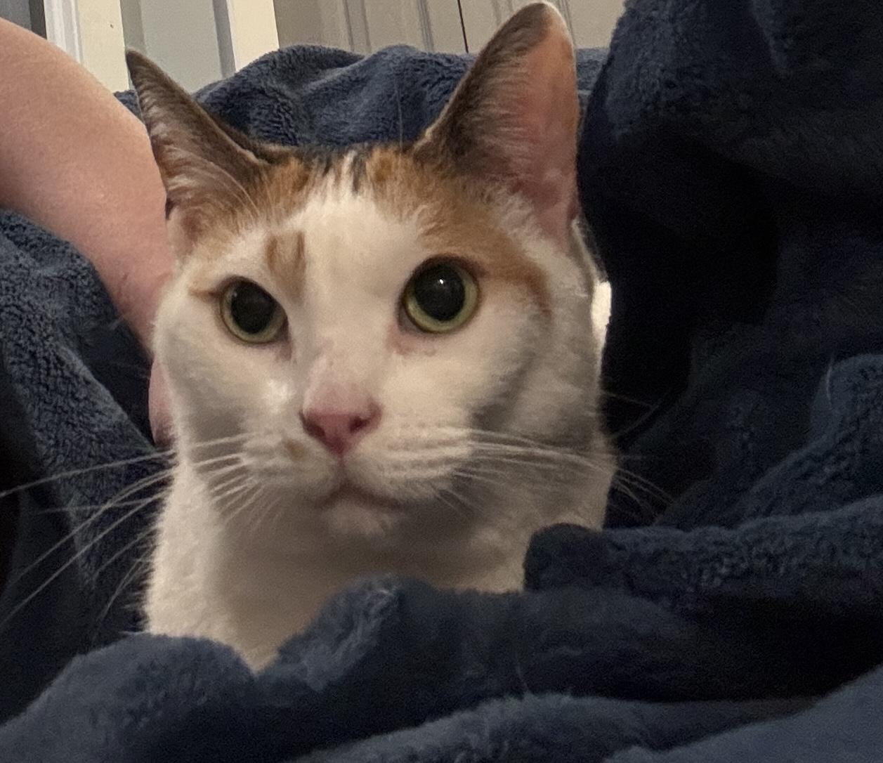 Debbie, a Adoptable Domestic Short Hair in Pitman, NJ image 2/3