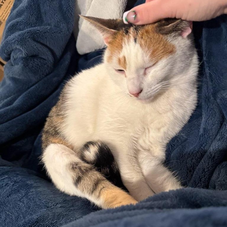 Debbie, a Adoptable Domestic Short Hair in Pitman, NJ image 3/3