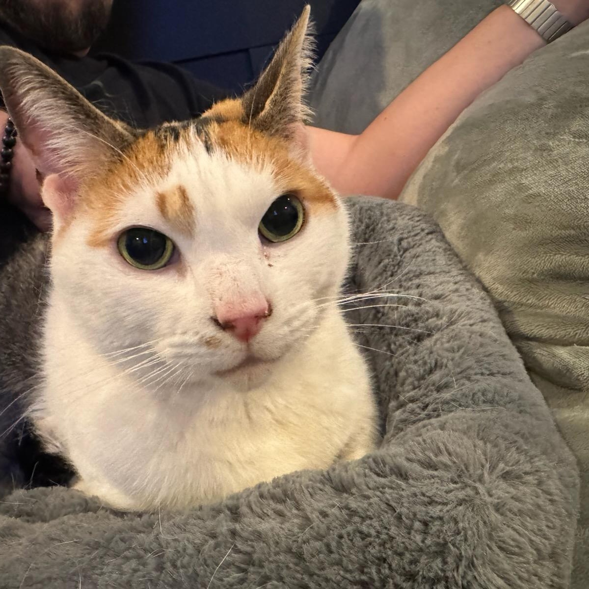 Enlarge Debbie, a Adoptable Domestic Short Hair in Pitman, NJ image 3/5