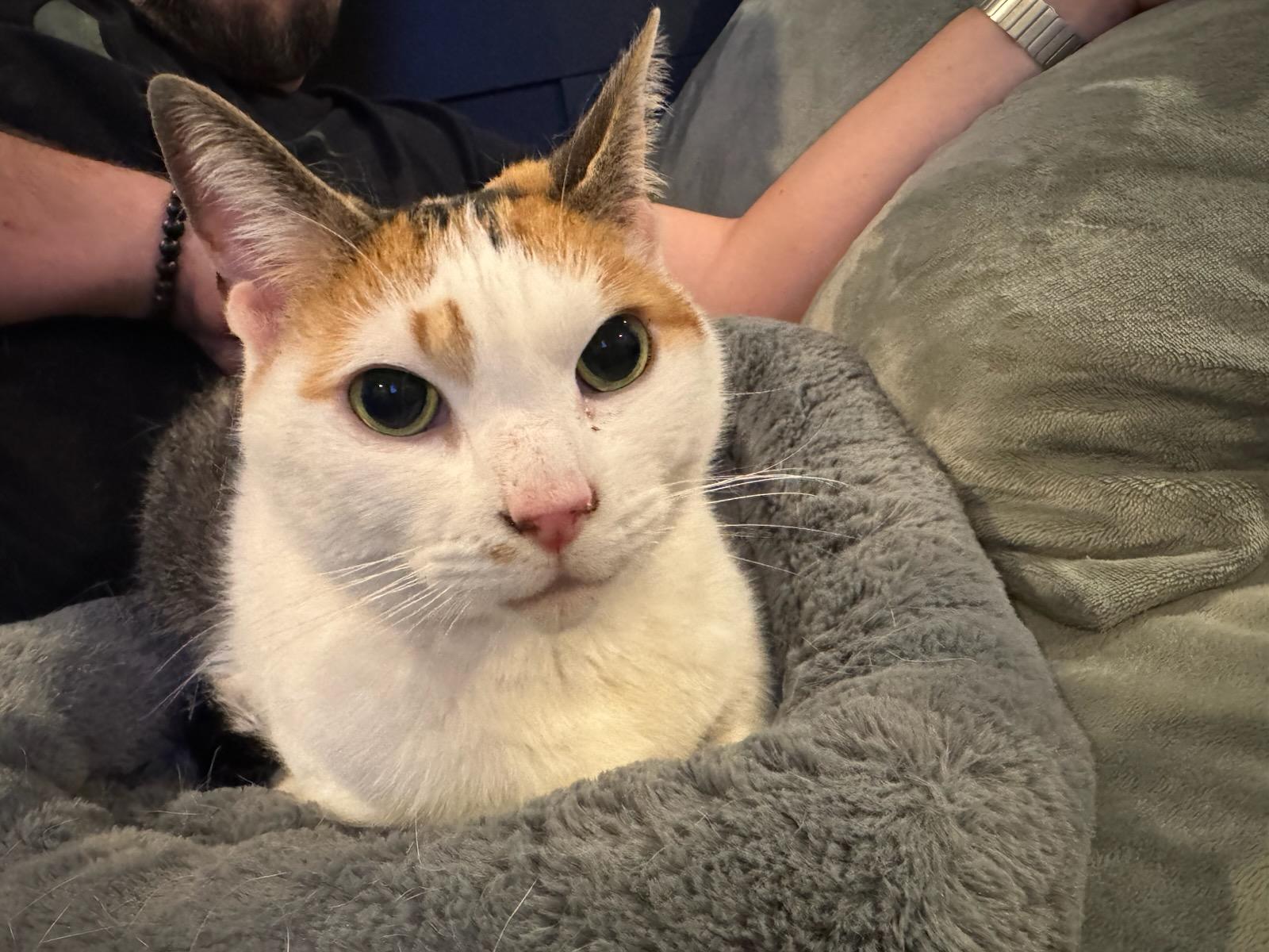 Debbie, a Adoptable Domestic Short Hair in Pitman, NJ image 1/3