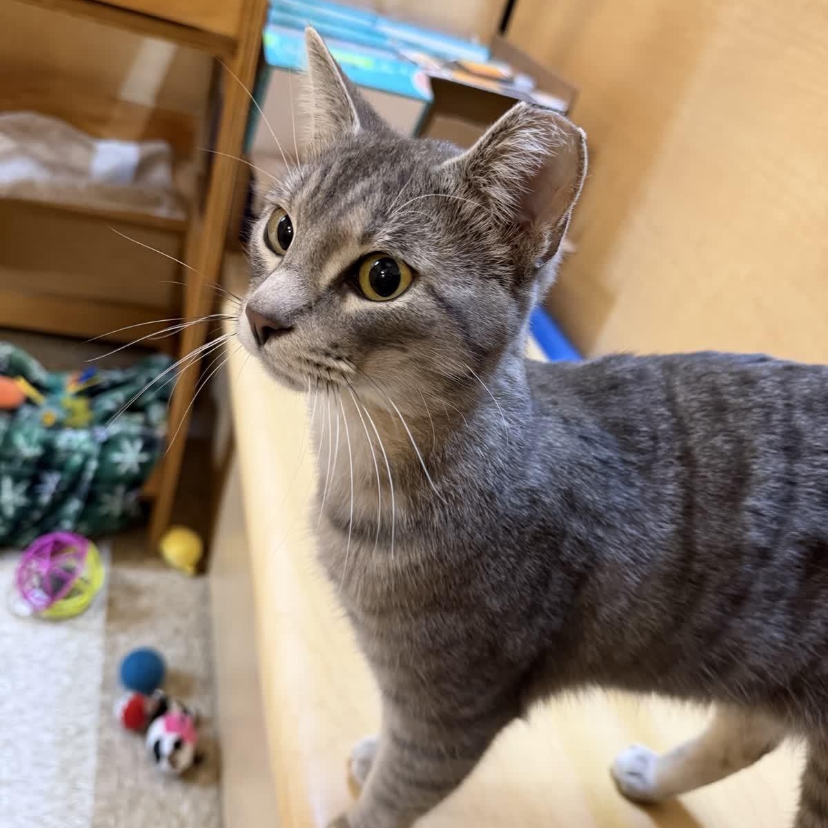 Enlarge Lil Sammy , an adopted American Shorthair in Sunset Valley, TX image 3/3