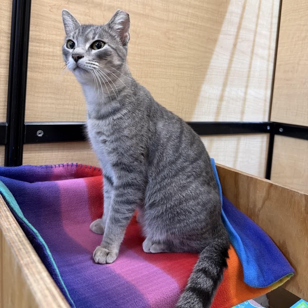 Enlarge Lil Sammy , an adopted American Shorthair in Sunset Valley, TX image 2/3