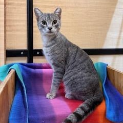 Enlarge Lil Sammy , an adopted American Shorthair in Sunset Valley, TX image 1/3