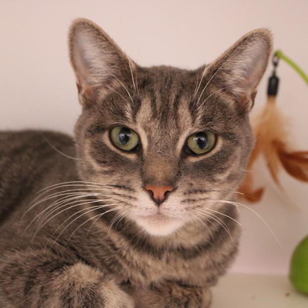 Kahu, Adoptable, Adult Female Domestic Short Hair.