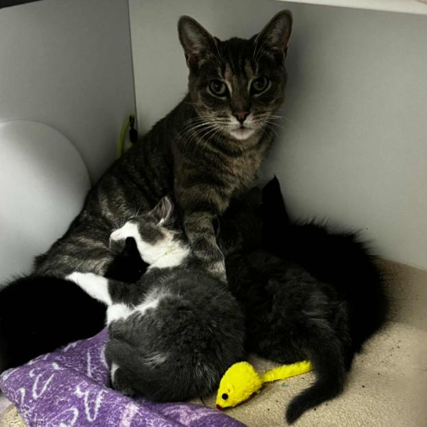 Enlarge Kahu, a Adoptable Domestic Short Hair in Defiance, OH image 2/3