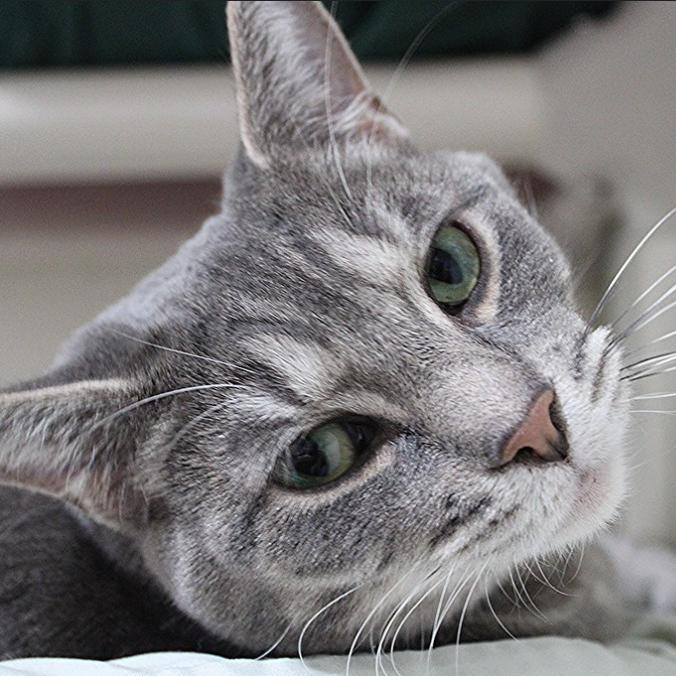 Enlarge Kahu, a Adoptable Domestic Short Hair in Defiance, OH image 3/3