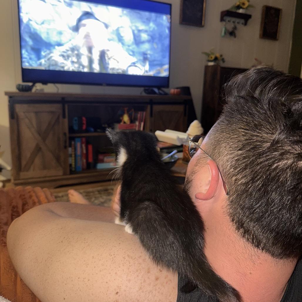 Starscream, Adoptable, Kitten Female Domestic Medium Hair.