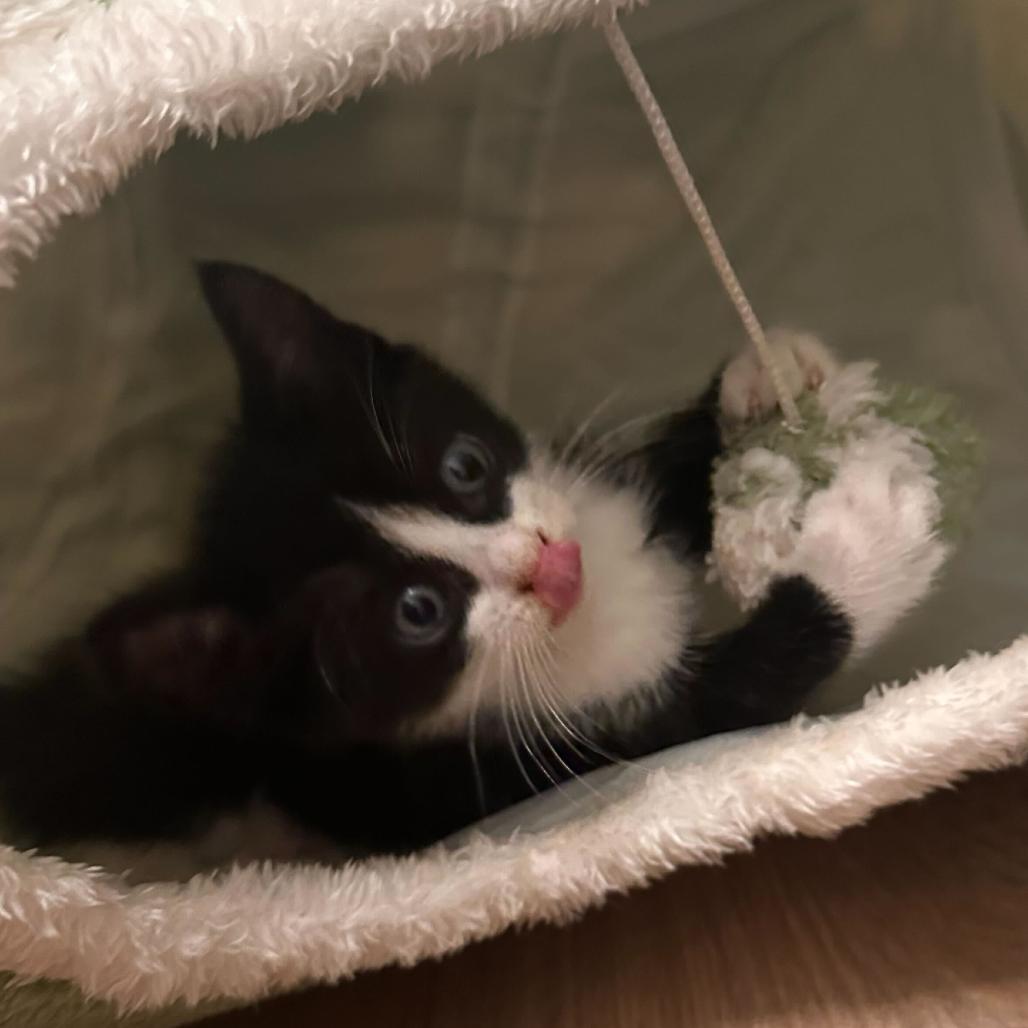 Starscream, a Adoptable Domestic Medium Hair in Pahoa, HI image 2/6