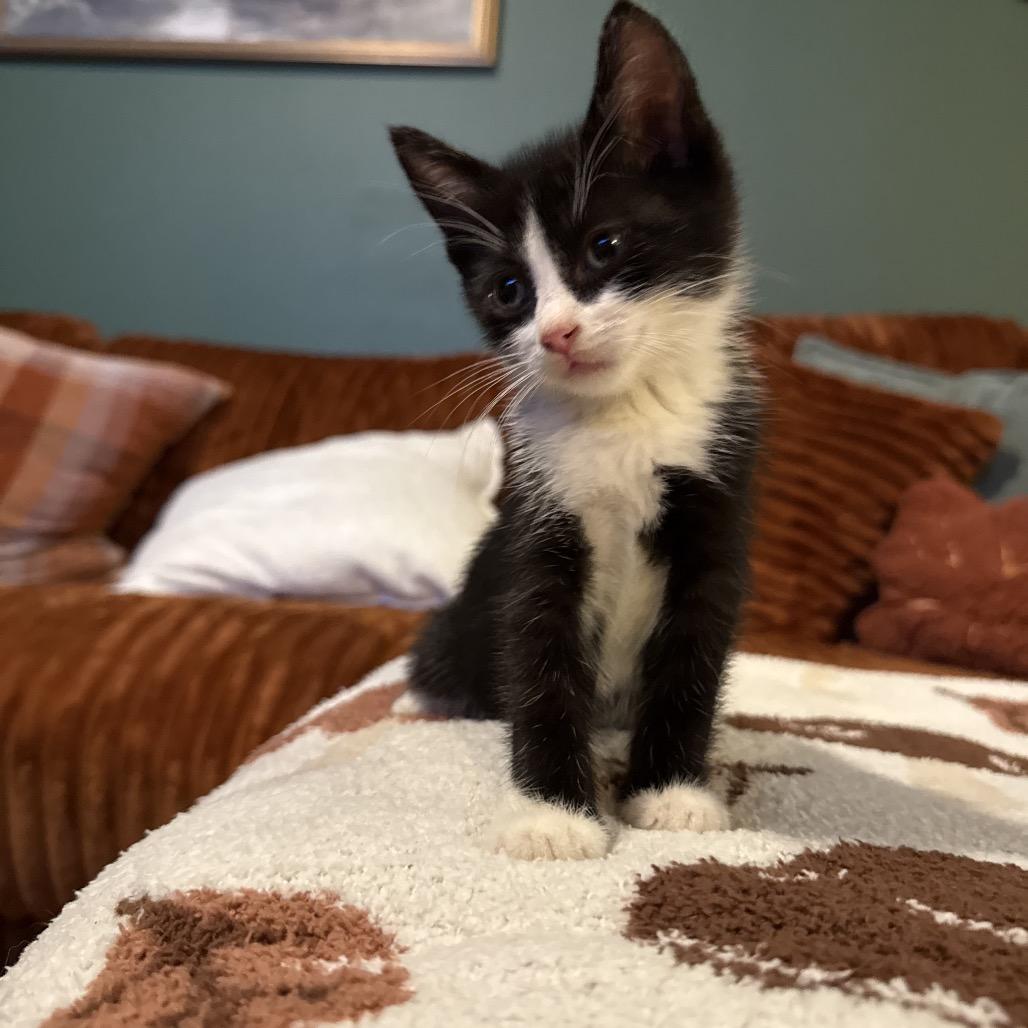 Starscream, a Adoptable Domestic Medium Hair in Pahoa, HI image 4/6