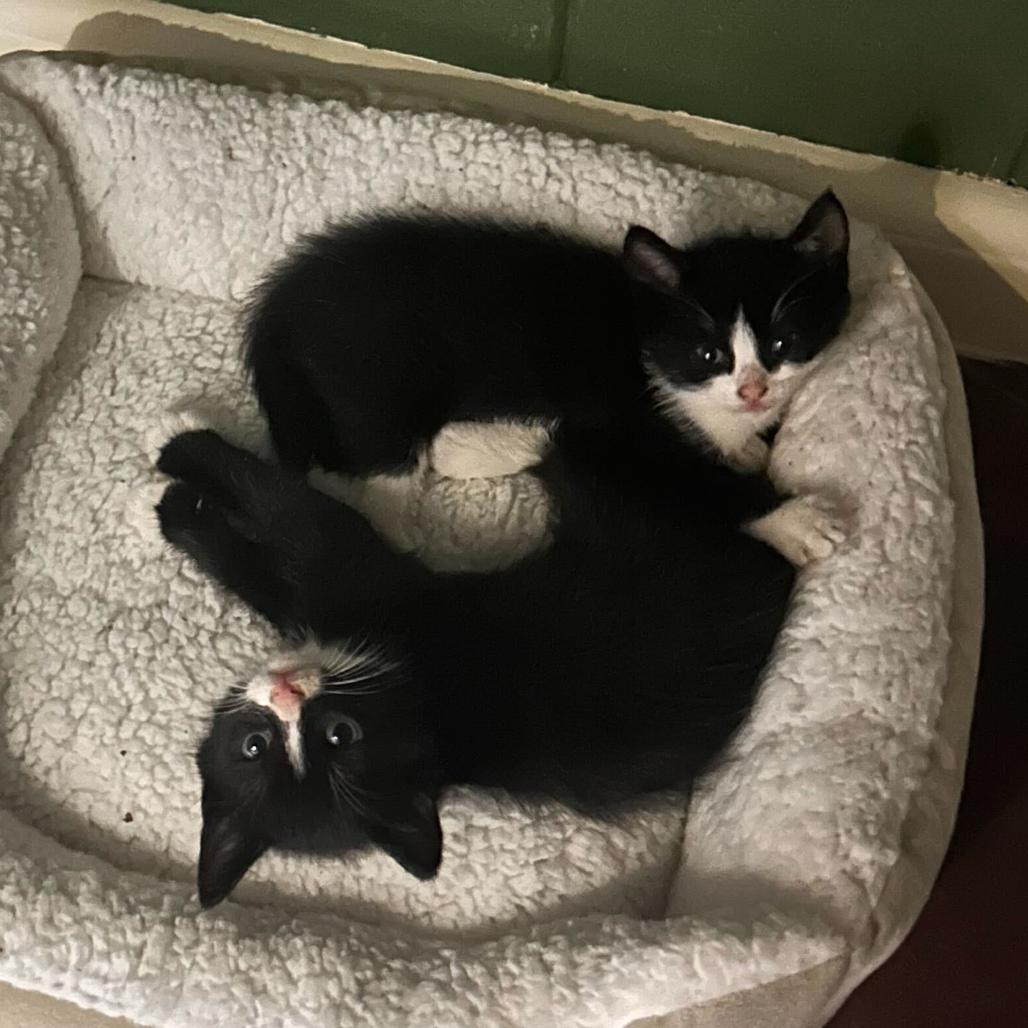 Starscream, a Adoptable Domestic Medium Hair in Pahoa, HI image 5/6