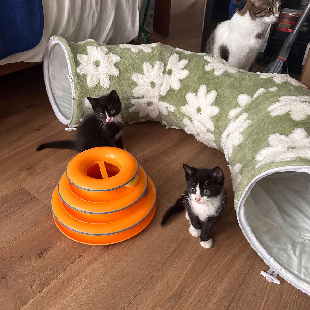 Starscream, a Adoptable Domestic Medium Hair in Pahoa, HI image 6/6